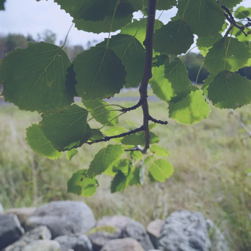 Asplöv