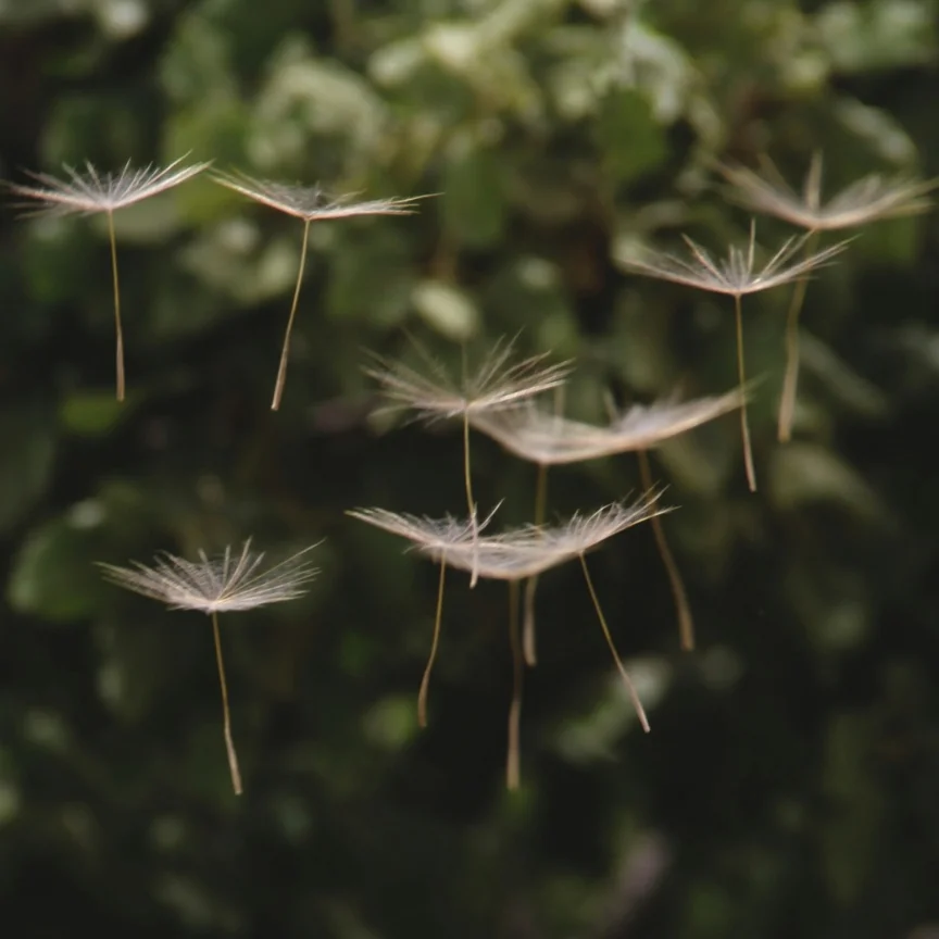 Flygande maskrosfrön